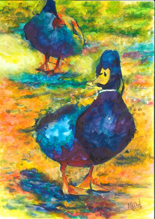 Saumarez Park Duck 1 - Prints